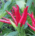 Sazenice chilli Piri Piri Balení obsahuje 1 sazenici