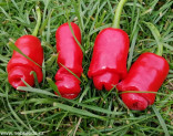 Chilli Peter Red Balení obsahuje 10 semen