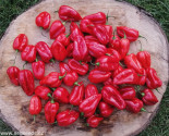 Chilli Habanero Red   Balení obsahuje 10 semen