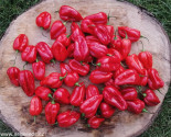 Chilli Habanero Red  