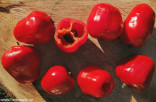 Chilli Rocoto Red  Balení obsahuje 10 semen