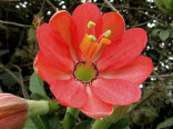 Passiflora mixta – Mučenka promísená