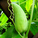 Ačokča - Cyclanthera pedata  Balení obsahuje 10 semen