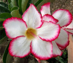 Adenium obesum 'my country' 