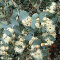 Eucalyptus cordata - Blahovičník