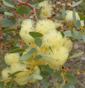 Eucalyptus crucis - Blahovičník Balení obsahuje 20 semen