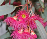 Eucalyptus sideroxylon Fawcett's Pink - Blahovičník Balení obsahuje 20 semen