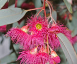 Eucalyptus sideroxylon Fawcett's Pi...