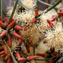 Eucalyptus spathulata - Blahovičník