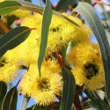Eucalyptus stricklandii - Blahovičník