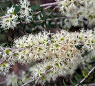 Melaleuca acuminata - Čajovníkový strom Balení obsahuje 100 semen