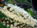 Melaleuca armillaris – Kajeput