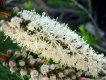 Melaleuca armillaris – Kajeput Balení obsahuje 100 semen