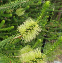 Melaleuca diosmifolia - Kajeput Balení obsahuje 100 semen