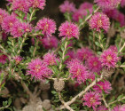 Melaleuca spathulata – Kajeput