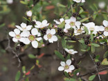 Leptospermum brevipes - balmín