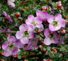 Leptospermum rotundifolium Jervis b...