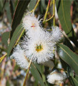 Eucalyptus globulus nana - Blahovičník kulatoplodý zakrslý Balení obsahuje 20 semen