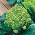 Květák Romanesco Natalino Balení obsahuje 50 semen