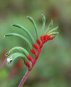 Anigozanthos manglesii - klokaní tlapky Balení obsahuje 10 semen