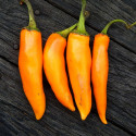 Chilli Bulgarian Carrot  Balení obsahuje 10 semen