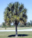 Sazenice palma Sabal palmetto vel. cca 10 cm 1-2 listy
