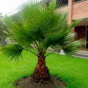 3 x naklíčené semeno palma Washingtonia filifera 