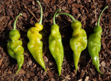 Chilli Trinidad Scorpion Green Balení obsahuje 10 semen
