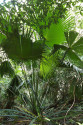 Palma Livistona speciosa