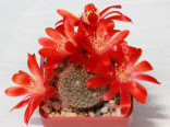 Kaktus Aylostera (Rebutia) sanguinea SE 79 Balení obsahuje 20 semen