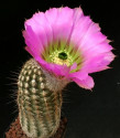 Kaktus Echinocereus armatus PP 22 Balení obsahuje 20 semen