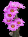Kaktus Echinocereus fitchii DJF 1035 Balení obsahuje 20 semen