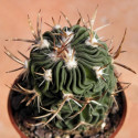 Kaktus Echinofossulocactus dicharoacanthus Balení obsahuje 20 semen