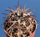 Kaktus Gymnocalycium pungens Balení obsahuje 20 semen