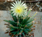 Kaktus Leuchtenbergia principis Balení obsahuje 20 semen