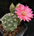 Kaktus Lobivia backebergii R 465 Ba...