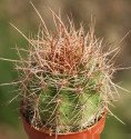 Kaktus Lobivia formosa v. rosarioana R 129 Balení obsahuje 20 semen