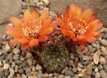 Kaktus Lobivia marsoneri v. iridescens NM 56 Balení obsahuje 20 semen