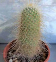 Kaktus Mammillaria magnifica
