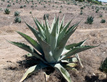 Sazenice Agave durangensis