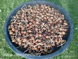 ♣ 10 x naklíčené semeno Cycas Revoluta - Cycas Japonský Zvýhodněná nabídka