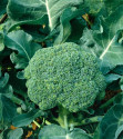 Brokolice Limba Balení obsahuje 100 semen