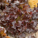 Salát listový Redin Balení obsahuje 300 semen