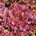 Salát listový Rosela Balení obsahuje 300 semen