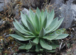 Agave hiemiflora