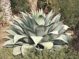 Agave ovatifolia 