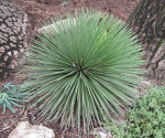 Agave stricta