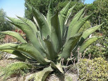 Agave salmiana subsp. salmiana