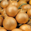 Cibule Kristine Balení obsahuje 500 semen