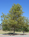 Platan javorolistý Platanus acerifolia